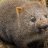 Nico Wombat