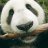 Pandabaer 2