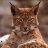 Knick von Luchs