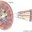 Ludovicus Nephron