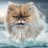 TheWarCat