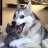 Shiba Inu