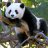 Pandu