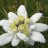 Walter Edelweiss