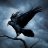 Corvus Imperatus