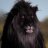 TheRealBlackLion