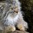 MeowBingBing