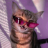 Rex_HD