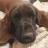 KingBax-