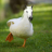 Horse_Says_Quack