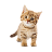 Shirayukihimee