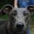 Sir_Greyhound